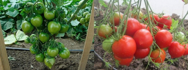 Выращиваем на грядке томат Юбилейный Тарасенко и наслаждаемся его вкусом